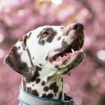 Dog Poop Pickup in Leonard