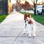 Dog Poop Pickup in Leonard