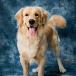 Dog Poop Pickup in Leonard