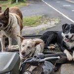 Dog Poop Pickup in Leonard